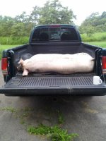 hog1.jpg