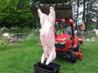hog3.jpg