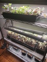 starting seedlings.jpg