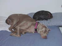 474545-Starr & Molly sleeping.jpg