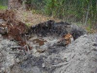 563638-stumpnhole.jpg