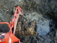 563653-uprooted.jpg
