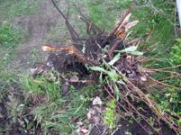 431338-treerem04-2.jpg