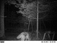 Coyotes April 15 2013.jpg