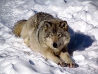 Eastern_Wolf,_Omega_Park,_QC.jpg