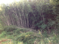 ForumRunner_20130828_212552.png