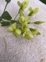 IMG_1495.jpeg