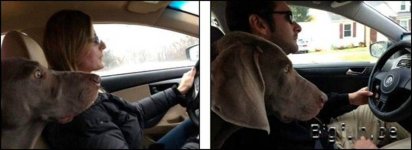 dog.jpg