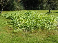 Garden Fall 2013 003.jpg