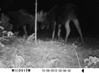 moose 213.jpg