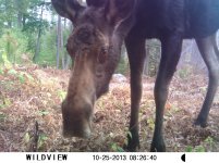 moose 040.jpg