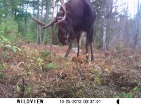 moose 058.jpg