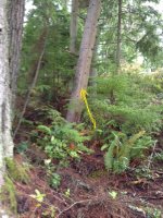 Tree_0101.JPG