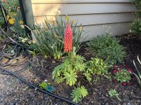 IMG_4568[1].JPG