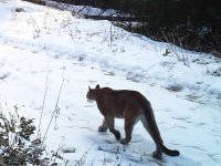 20111218-Cougar-Dec18_2011_242PM.jpg
