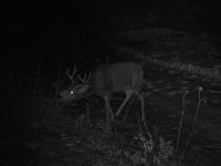 20111219_4ptbuck.jpg