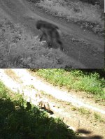 20130607coyote_wolf_sm.jpg