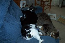 434324-Lazy kids.JPG