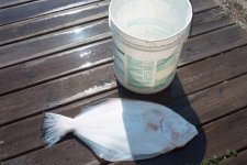 434352-flounder.JPG