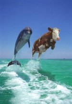 568578-florida_cow.jpg
