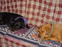 569592-dogs5.jpg