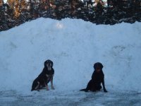 569676-dogs1.jpg