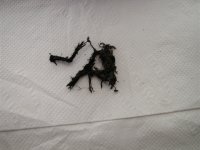 Clutch fragments 001.JPG