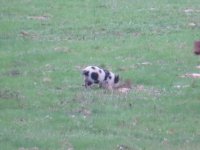 spot.jpg