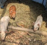 PXL_20250410_Piglets (2).jpg
