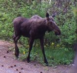 20140416Moose0512_8.jpg