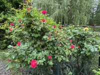 IMG_4652[1].JPG