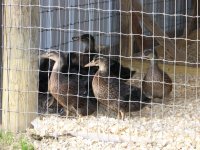 3-29-14 Ducks About 4 Weeks Old.jpg