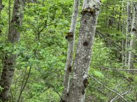 IMG_4670[1].JPG