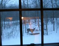 571713-deer.jpg