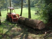 569953-Willowlog.jpg