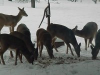 572976-deer 2.jpg
