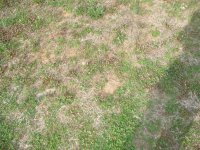 Side Yard (2) (Medium).JPG