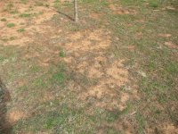 Side Yard (3) (Medium).JPG