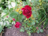 IMG_0617.JPG