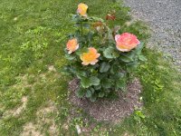 IMG_4724[1].JPG