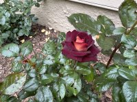 IMG_4727[1].JPG