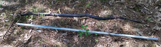 Dead Snake.jpg