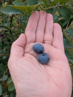 big berries.jpg