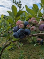 big blueberries 2.jpg