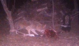 Game cam carcass - coyote-skunk 11-28-10.JPG