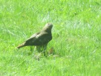 IMG_0627.JPG