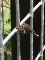 poor-bee.jpg
