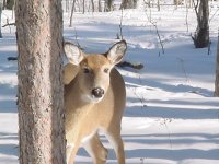 573619-deer 1-05.jpg