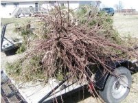 619054-Tractor  vs Tree 011.jpg
