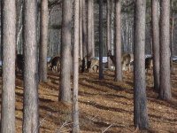 610976-Deer Herd.jpg